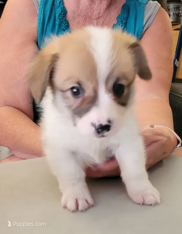 Tempest – Pembroke Welsh Corgi puppy for sale in Warden, WA
