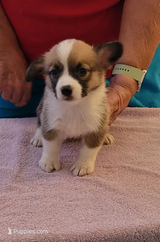 Sadie – Pembroke Welsh Corgi puppy for sale in Warden, WA