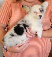 Foxy, a female Pembroke Welsh Corgi for sale in Warden, WA – 3 of 4