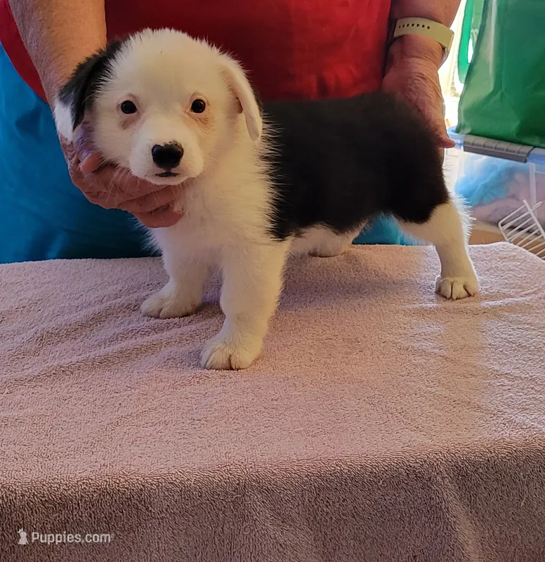 Storm  – Pembroke Welsh Corgi puppy for sale in Warden, WA