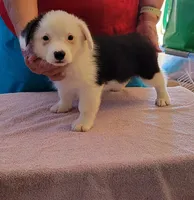 Storm , a male Pembroke Welsh Corgi for sale in Warden, WA – 1 of 3