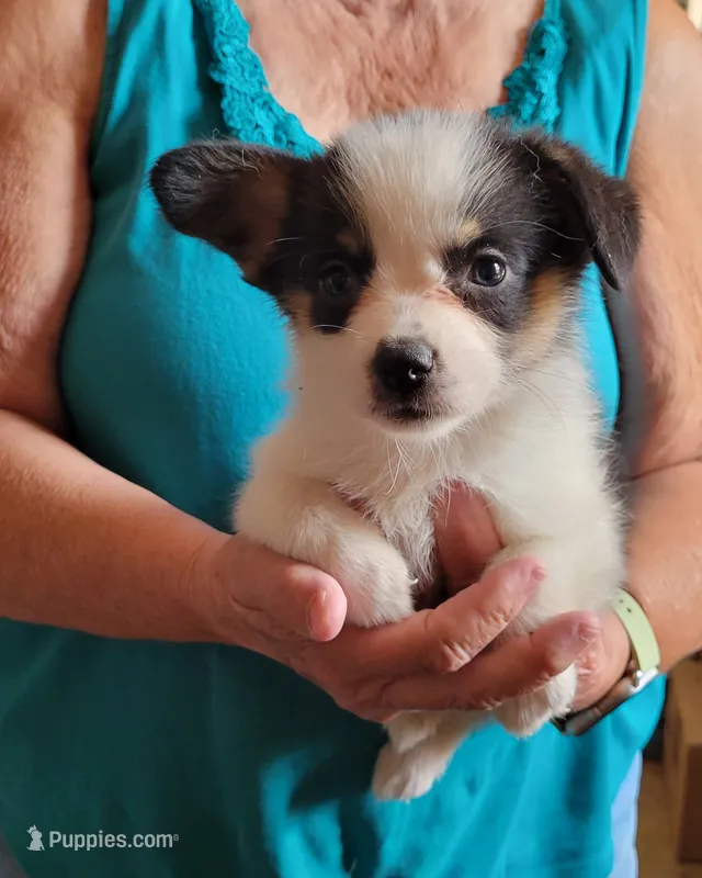Dawn – Pembroke Welsh Corgi puppy for sale in Warden, WA