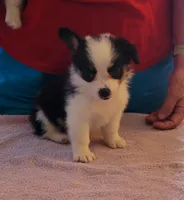 Dawn, a female Pembroke Welsh Corgi for sale in Warden, WA – 1 of 1