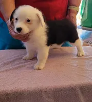 Storm , a male Pembroke Welsh Corgi for sale in Warden, WA – 2 of 3