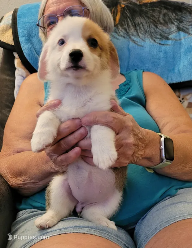 Tara – Pembroke Welsh Corgi puppy for sale in Warden, WA