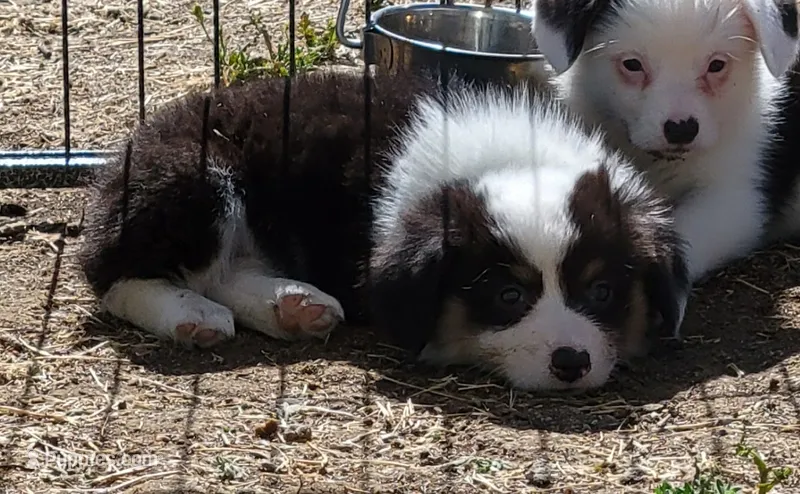 Gale - Fluffy – Pembroke Welsh Corgi puppy for sale in Warden, WA