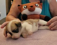 Tempest, a female Pembroke Welsh Corgi for sale in Warden, WA – 3 of 4