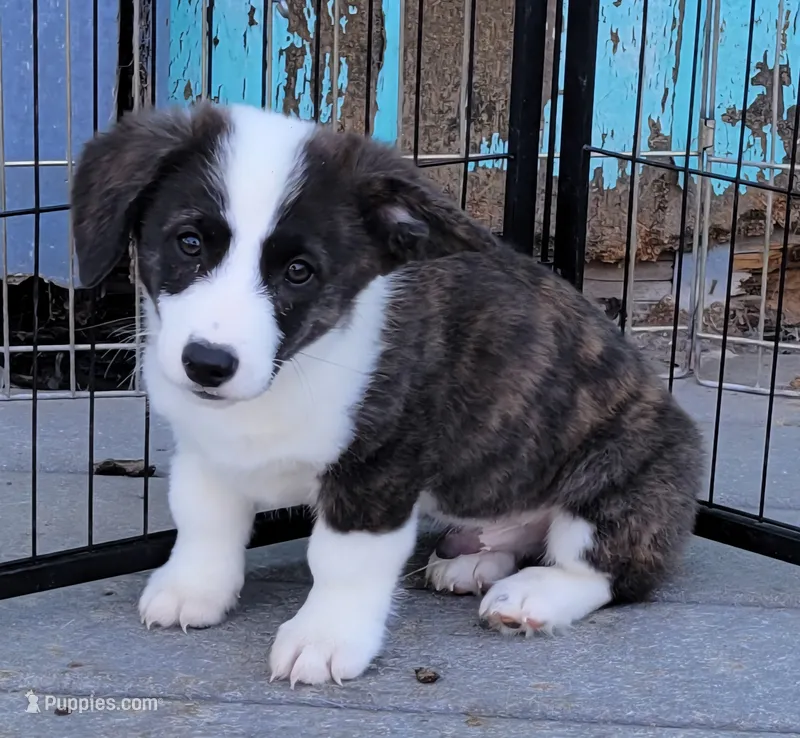 Bruno – Pembroke Welsh Corgi puppy for sale in Warden, WA