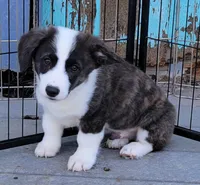 Bruno, a male Pembroke Welsh Corgi for sale in Warden, WA – 1 of 2
