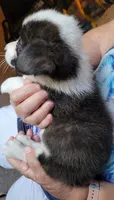 Bruno, a male Pembroke Welsh Corgi for sale in Warden, WA – 3 of 3