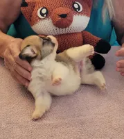 Tempest, a female Pembroke Welsh Corgi for sale in Warden, WA – 2 of 4