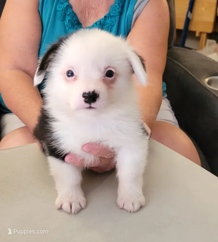 Storm  – Pembroke Welsh Corgi puppy for sale in Warden, WA