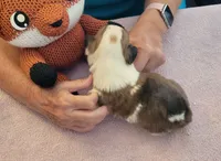 Windy, a female Pembroke Welsh Corgi for sale in Warden, WA – 2 of 4