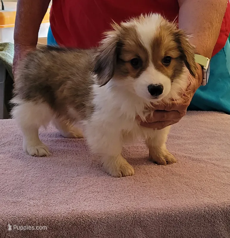 Windy - Fluffy – Pembroke Welsh Corgi puppy for sale in Warden, WA