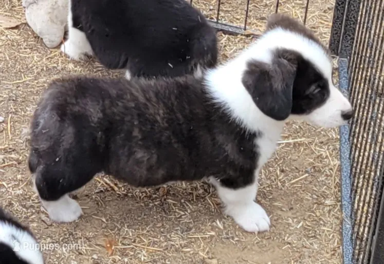 Bruno – Pembroke Welsh Corgi puppy for sale in Warden, WA