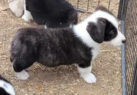 Bruno, a male Pembroke Welsh Corgi for sale in Warden, WA – 2 of 2