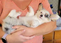 Foxy, a female Pembroke Welsh Corgi for sale in Warden, WA – 4 of 4