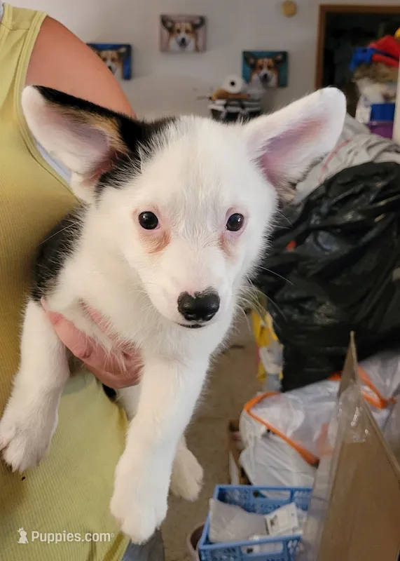 Storm  – Pembroke Welsh Corgi puppy for sale in Warden, WA