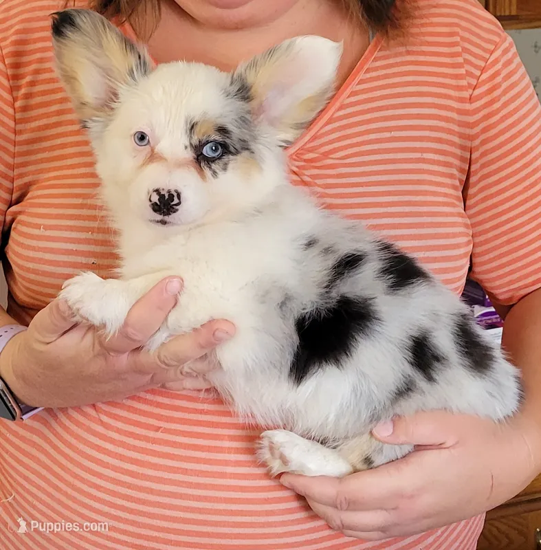 Foxy – Pembroke Welsh Corgi puppy for sale in Warden, WA