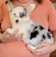 Foxy, a female Pembroke Welsh Corgi for sale in Warden, WA – 2 of 4