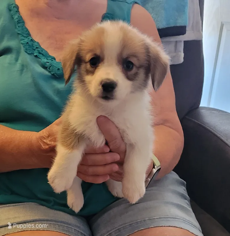 Poka – Pembroke Welsh Corgi puppy for sale in Warden, WA