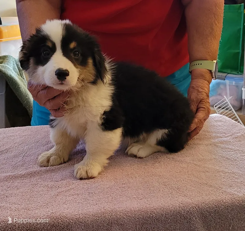 Gale - Fluffy – Pembroke Welsh Corgi puppy for sale in Warden, WA