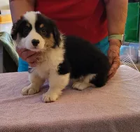 Gale - Fluffy, a male Pembroke Welsh Corgi for sale in Warden, WA – 1 of 1