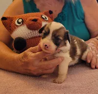 Windy, a female Pembroke Welsh Corgi for sale in Warden, WA – 3 of 4