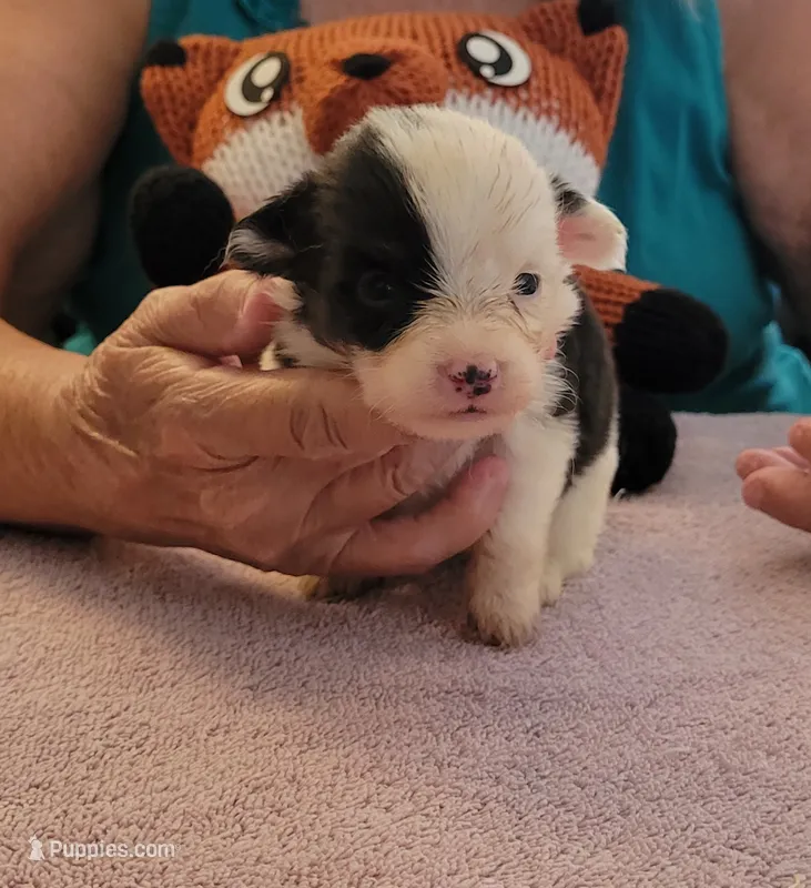 Twister – Pembroke Welsh Corgi puppy for sale in Warden, WA