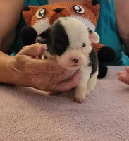 Twister, a female Pembroke Welsh Corgi for sale in Warden, WA – 1 of 2
