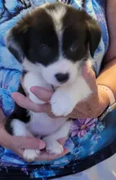 Lilly, a female Pembroke Welsh Corgi for sale in Warden, WA – 1 of 1