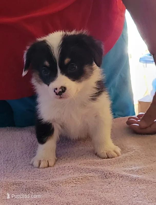 Ripper – Pembroke Welsh Corgi puppy for sale in Warden, WA