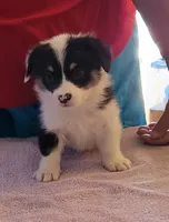 Ripper, a male Pembroke Welsh Corgi for sale in Warden, WA – 1 of 1