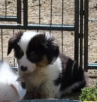 Gale - Fluffy, a male Pembroke Welsh Corgi for sale in Warden, WA – 2 of 4
