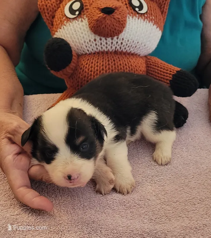 Gale – Pembroke Welsh Corgi puppy for sale in Warden, WA