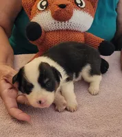 Gale, a male Pembroke Welsh Corgi for sale in Warden, WA – 1 of 2