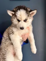 processed/11eb504b-6cae-4dff-92c7-4bccd4437234/listing/584db052-7b94-4661-8375-203657810590/7625d24f-1c44-4d4d-bd5f-b9696e15fa72