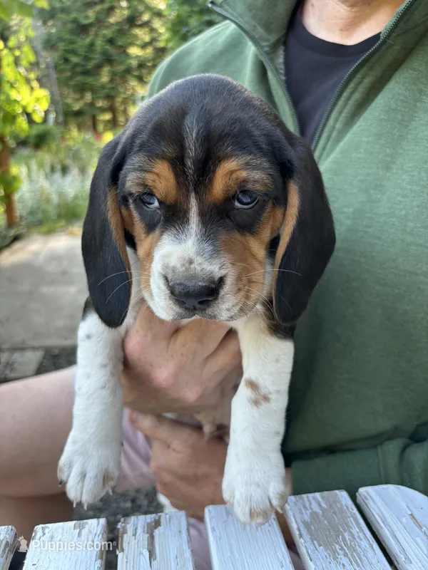 Boy Blue – Beagle puppy for sale in Husum, WA