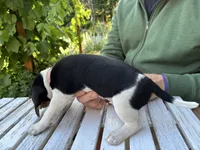 Girl Light Pink, a female Beagle for sale in Husum, WA – 3 of 9