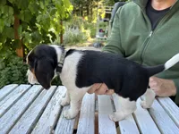 Boy Blue, a male Beagle for sale in Husum, WA – 2 of 9