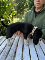 Cream Girl, a female Beagle for sale in Husum, WA – 3 of 10