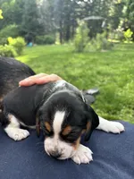 Boy Yellow, a male Beagle for sale in Husum, WA – 8 of 9