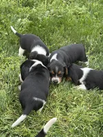 Boy Black, a male Beagle for sale in Husum, WA – 3 of 10