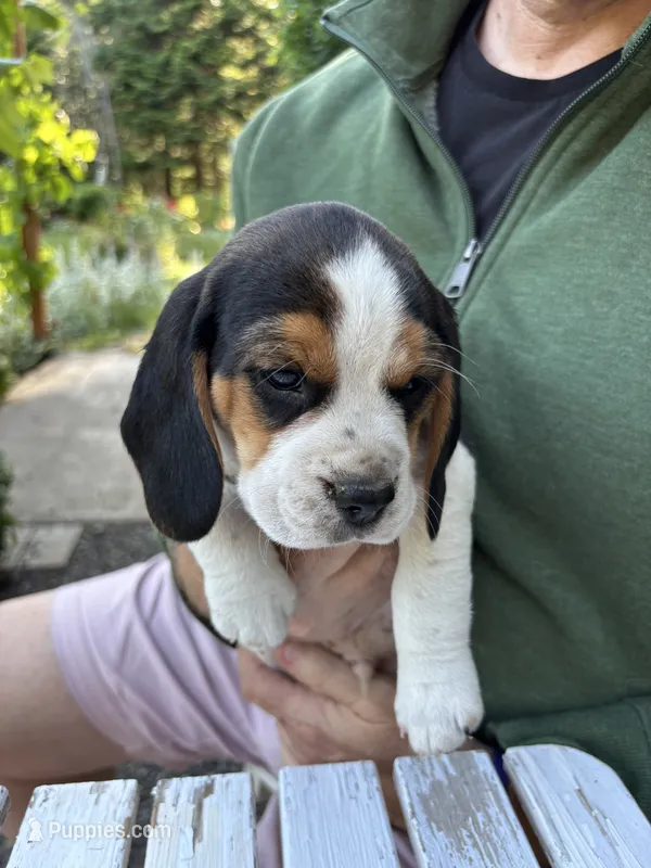Boy Black – Beagle puppy for sale in Husum, WA