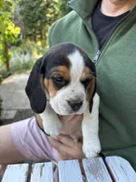 Boy Black, a male Beagle for sale in Husum, WA – 2 of 10