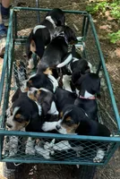 Orange Girl, a male Beagle for sale in Husum, WA – 3 of 6