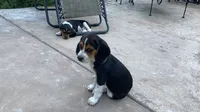 Girl Light Pink, a female Beagle for sale in Husum, WA – 5 of 9