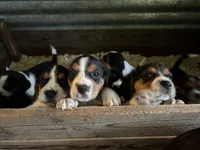 Boy Black, a male Beagle for sale in Husum, WA – 4 of 10