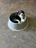 Boy Green, a male Beagle for sale in Husum, WA – 6 of 7