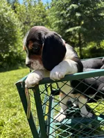 Orange Girl, a male Beagle for sale in Husum, WA – 5 of 6